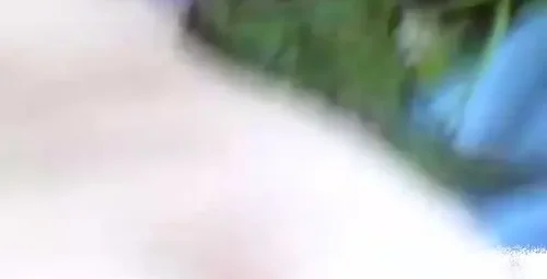 网络热传：草地上发生冲突事件