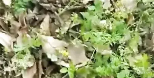 精品户外直播美女糖糖公园小树林互动